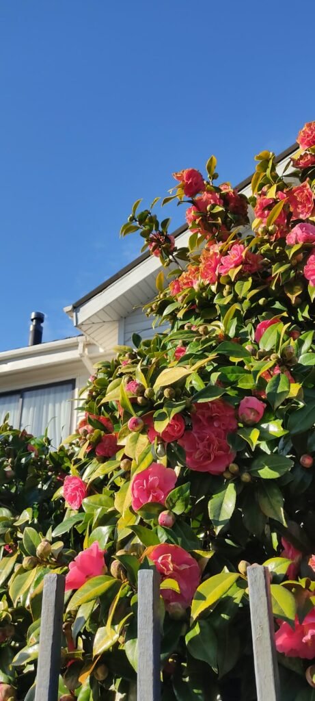 Fotografías captadas por el teléfono Redmi Note 9S